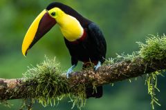 Yellow Throated Toucan
