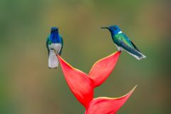 Jacobins on Bird of Paradise