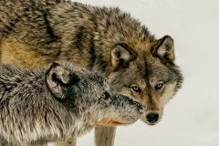 Wolf Packmates