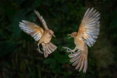 Clay Coloured Thrushes