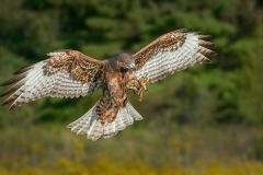 Red Tailed Hawk