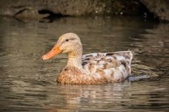 Leucistic Mallard