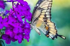 Yellow Swallowtail on Phlox