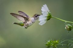 Hummingbird Feeding