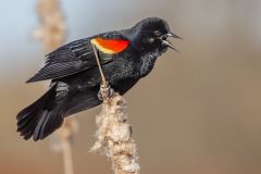 Red-Wing Gathers Nesting Material