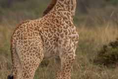 Baby Giraffe with umbilical cord still attached