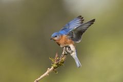 Eastern Bluebird