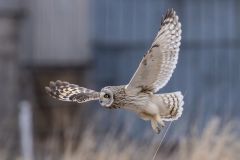 Short-Eared Owl