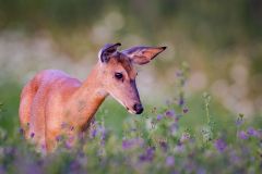 White-Tailed Deer