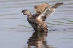 Pied Billed Grebe Landing