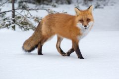 Red Fox