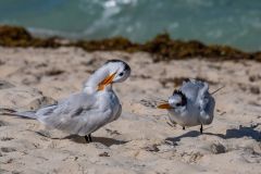 Royal Terns