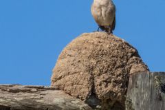 Rufous Hornero on its Nest