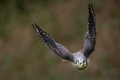 Kestrel