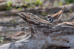 Killdeer Courtship