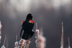 Redwing Blackbird Morning Call