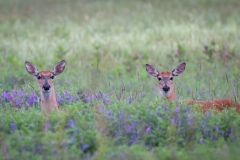 Whitetail Deer in Meadow