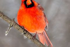 Cardinal