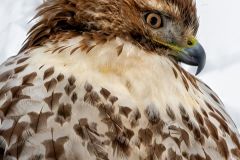 Red Tail Hawk