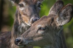White Tail Deer