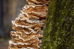 Chicken of the Woods Fungus