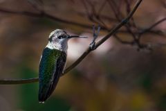 Female Ruby Throated Hummingbird
