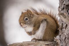 Chipmunk