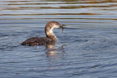Juvenile Common Loon