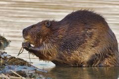 BeaverBreakfast