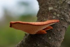 mushroom