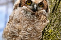 Fledgling Great Horned Owl