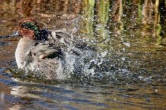 Green Winged Teal Splash Landing