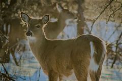 White-Tailed Deers