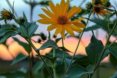 Wild Sunflower