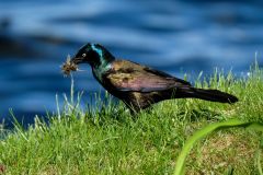 Quiscalus quiscula gathering food