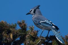 Blue Jay