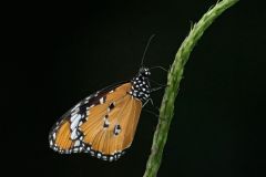 Plain Tiger Butterfly