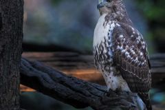 Red Tailed Hawk