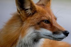 Red Fox Vulpes Vulpes