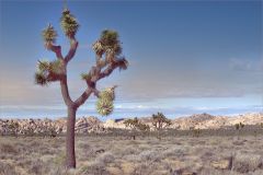 The Joshua Tree