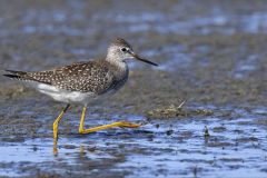 Yellowleg Strut