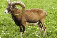 Bighorn Sheep