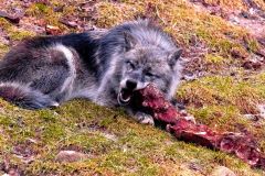 Grey Wolf Eating