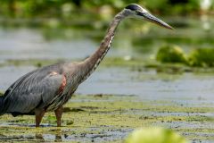 Ardea herodias