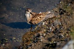 Calidris minutilla