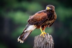 Parabuteo unicinctus