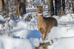 Doe in Winter