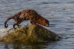 Mink on the Rock