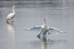 Slippery Take Off
