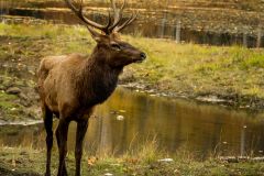 Elk
